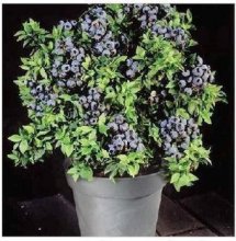 DWARF BLUEBERRY SEEDS Bonsai Edible